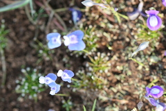 Utricularia caerulea